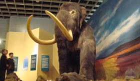 Mammut © Bernd Tenbergen, LWL-Museum für Naturkunde, Münster